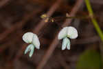 Sand ticktrefoil 